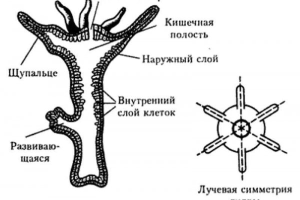 Kraken 14 at сайт