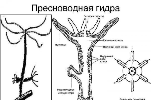 Кракен клир